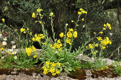 Aurinia saxatilis orientalis