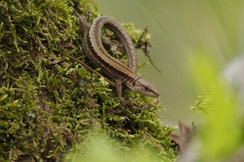 Meadow Lizard