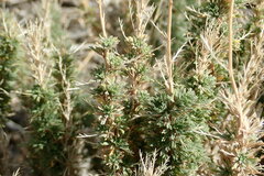 Descurainia bourgaeana