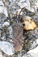 Loxocnemis dentator
