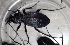 Carabus varians