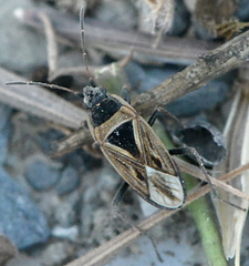 Xanthochilus quadratus