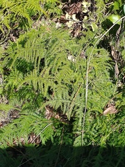 Asparagus setaceus