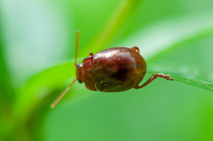 Chrysolina staphylaea