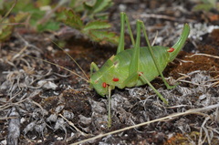 Barbitistes fischeri