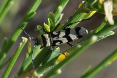 Chlorophorus varius