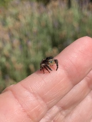 Phidippus johnsoni