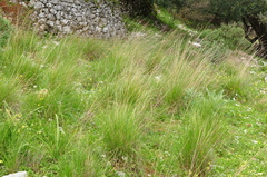 Achnatherum bromoides