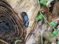 Passalus