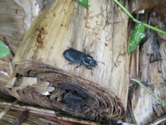 Passalus