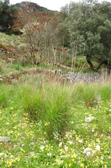 Achnatherum bromoides