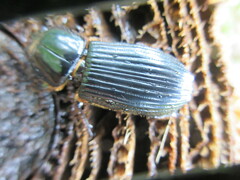Passalus
