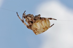 Araneus grossus