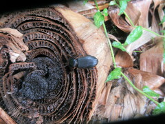 Passalus