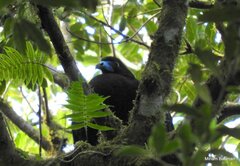 Chamaepetes unicolor