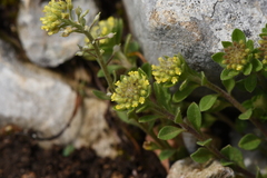 Alyssum simplex