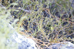 Osteospermum ciliatum