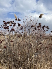 Phragmites australis