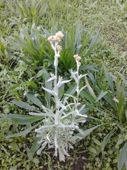 Helichrysum luteoalbum