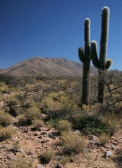 Trichocereus atacamensis