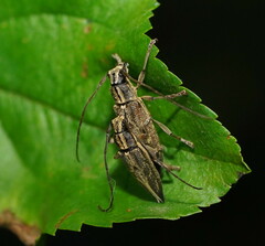 Temnosternus planiusculus