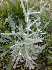 Helichrysum luteoalbum