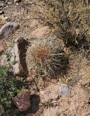 Parodia maassii