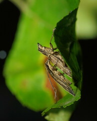 Temnosternus planiusculus