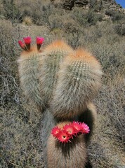 Trichocereus tarijensis