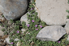 Calibrachoa parviflora