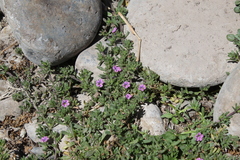 Calibrachoa parviflora