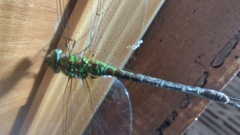 Rhionaeschna