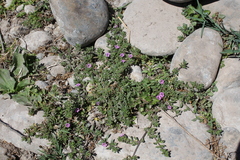 Calibrachoa parviflora