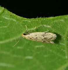 Atheropla decaspila