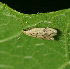 Atheropla decaspila