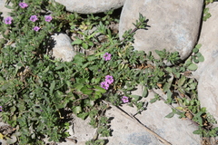 Calibrachoa parviflora