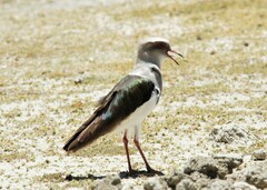Vanellus resplendens
