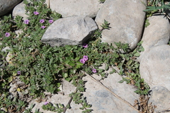 Calibrachoa parviflora