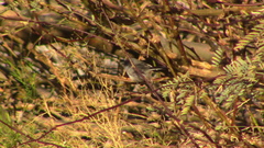 Polioptila
