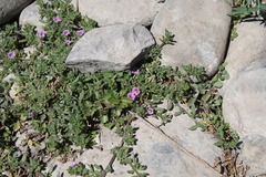 Calibrachoa parviflora