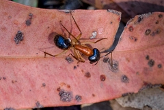 Camponotus nigriceps