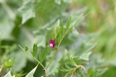 Vicia lathyroides