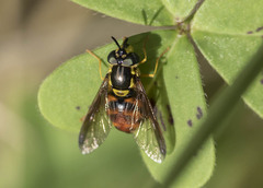Chrysotoxum triarcuatum
