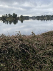 Cotoneaster divaricatus