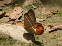 Pierella nereis