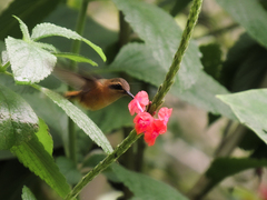 Phaethornis striigularis