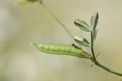 Vicia lathyroides