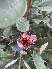 Feijoa