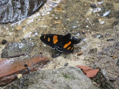 Mimoniades ocyalus