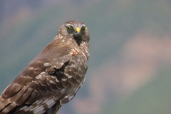 Circus cinereus